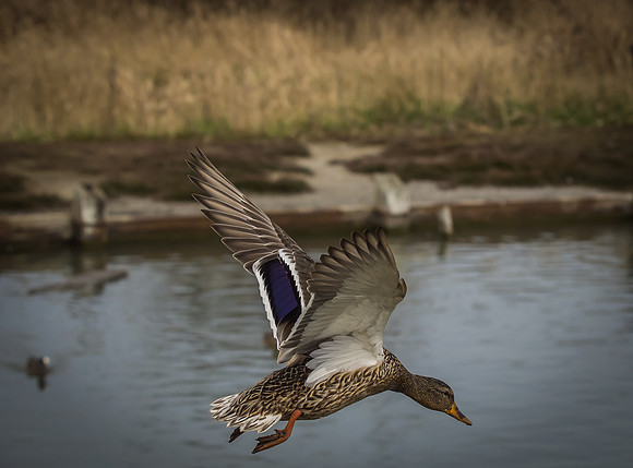 George C. Reifel Migratory Bird Sanctuary-10