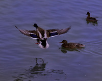 George C. Reifel Migratory Bird Sanctuary-11