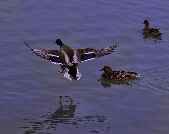 George C. Reifel Migratory Bird Sanctuary-11