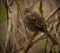 George C. Reifel Migratory Bird Sanctuary-16
