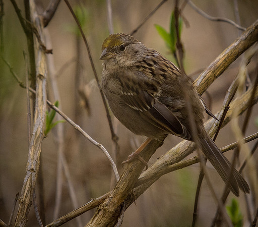 George C. Reifel Migratory Bird Sanctuary-16