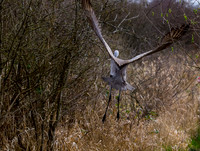 George C. Reifel Migratory Bird Sanctuary-2