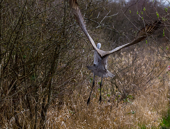 George C. Reifel Migratory Bird Sanctuary-2