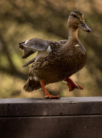 George C. Reifel Migratory Bird Sanctuary-18