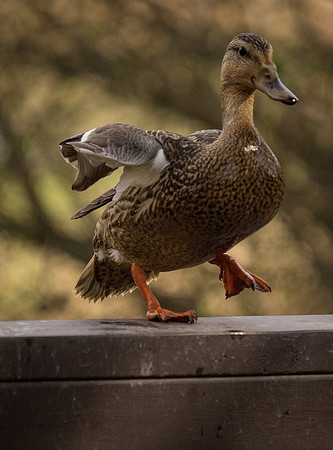 George C. Reifel Migratory Bird Sanctuary-18