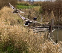 George C. Reifel Migratory Bird Sanctuary-6