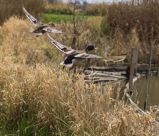 George C. Reifel Migratory Bird Sanctuary-6
