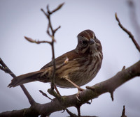 George C. Reifel Migratory Bird Sanctuary-13