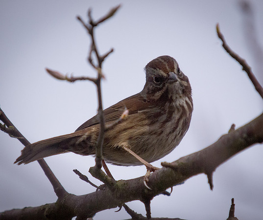 George C. Reifel Migratory Bird Sanctuary-13