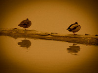 George C. Reifel Migratory Bird Sanctuary-4