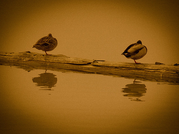 George C. Reifel Migratory Bird Sanctuary-4
