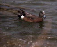George C. Reifel Migratory Bird Sanctuary-7