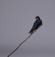 George C. Reifel Migratory Bird Sanctuary-5