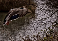 George C. Reifel Migratory Bird Sanctuary-9