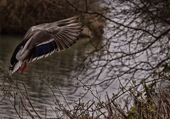 George C. Reifel Migratory Bird Sanctuary-9