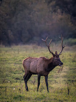 Elk @ North Bend 10-1-23