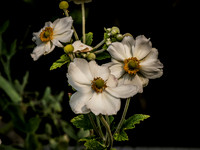Hovander Homestead Gardens August 2023