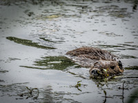 Ridgefield Wildlife Sanctuary 8-6-23