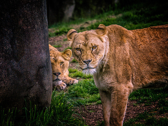 A couple of Lions