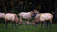 Elk @ North Bend November 2023
