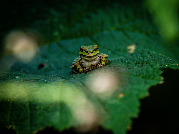 Nisqually Wildlife Refuge 9-23-18 Set 1-14