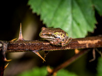 Nisqually Wildlife Refuge 9-23-18 Set 1-16