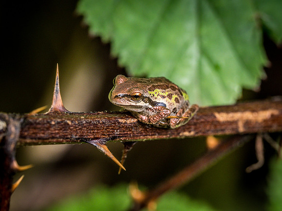 Nisqually Wildlife Refuge 9-23-18 Set 1-16