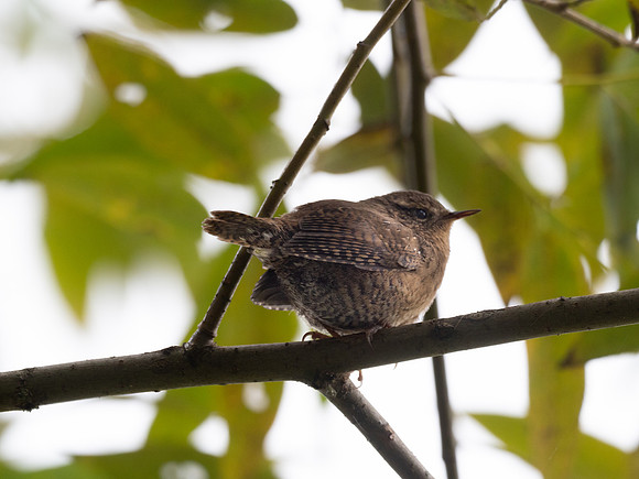 Nisqually Wildlife Refuge 9-23-18 Set 1-13
