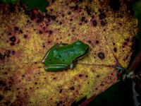 Nisqually Wildlife Refuge 9-23-18 Set 1-3