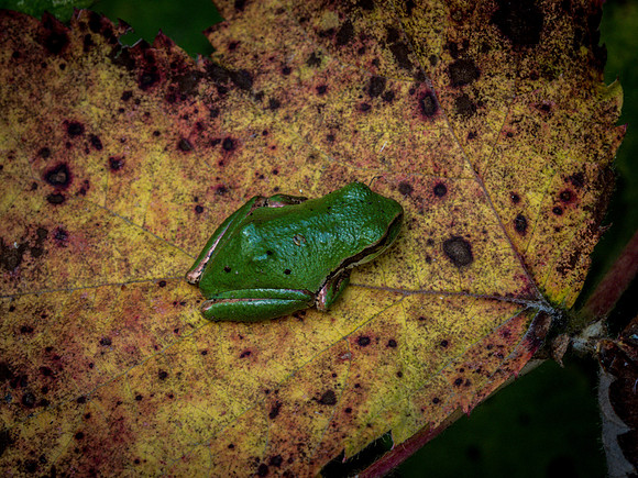 Nisqually Wildlife Refuge 9-23-18 Set 1-3