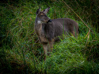 Nisqually Wildlife Refuge 9-23-18 Set 1-18