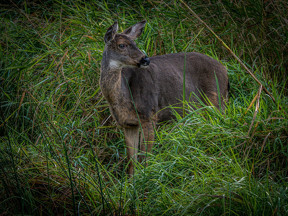 Nisqually Wildlife Refuge 9-23-18 Set 1-18
