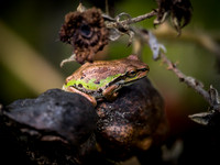 Nisqually Wildlife Refuge 9-23-18 Set 1-11