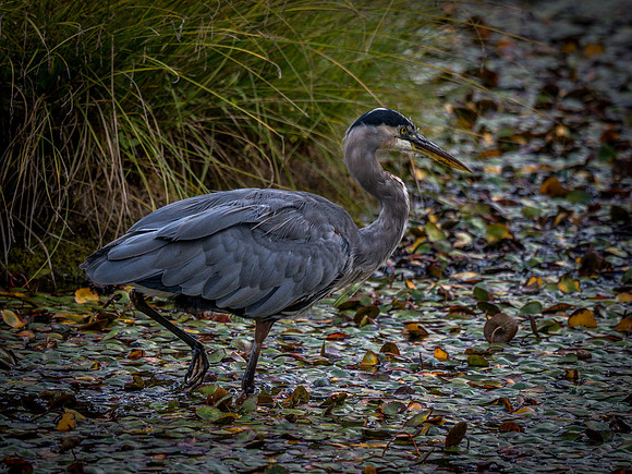 Nisqually Wildlife Refuge 9-23-18 Set 1-8