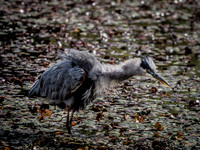 Nisqually Wildlife Refuge 9-23-18 Set 1-9