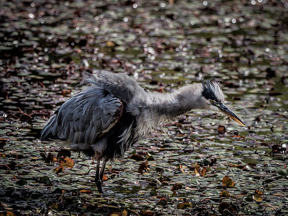 Nisqually Wildlife Refuge 9-23-18 Set 1-9