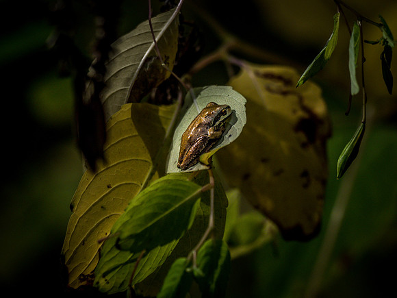 Nisqually Wildlife Refuge 9-23-18 Set 1-21