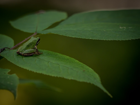 Nisqually Wildlife Refuge 9-23-18 Set 1-22