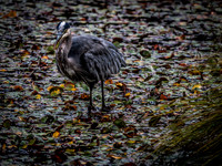 Nisqually Wildlife Refuge 9-23-18 Set 1-6