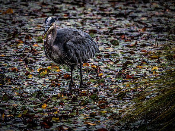 Nisqually Wildlife Refuge 9-23-18 Set 1-6
