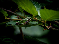 Nisqually Wildlife Refuge 9-23-18 Set 1-20