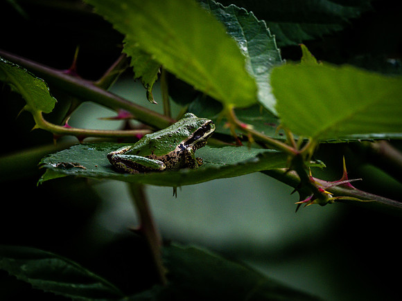 Nisqually Wildlife Refuge 9-23-18 Set 1-20