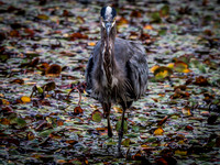 Nisqually Wildlife Refuge 9-23-18 Set 1-7