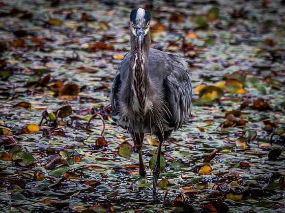 Nisqually Wildlife Refuge 9-23-18 Set 1-7