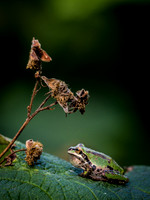 Nisqually Wildlife Refuge 9-23-18 Set 1-15