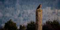 Skagit Valley 1-21-19-16