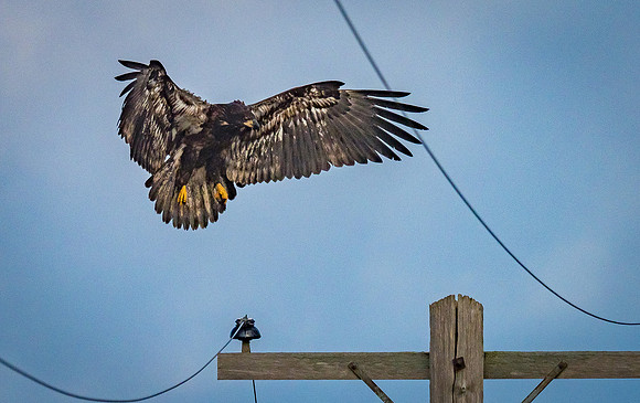 Skagit Valley 1-21-19-14