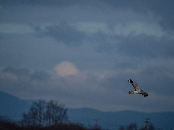 Skagit Valley 1-21-19-6