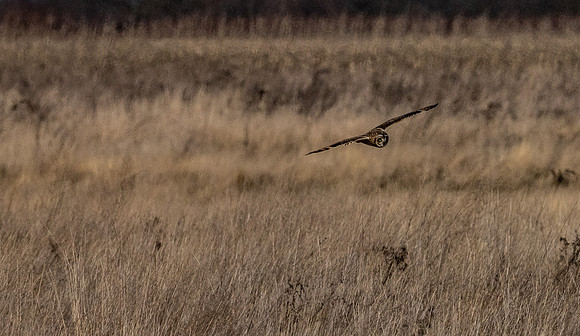 Skagit Valley 1-21-19-5