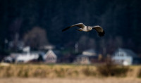 Skagit Valley 1-21-19-7